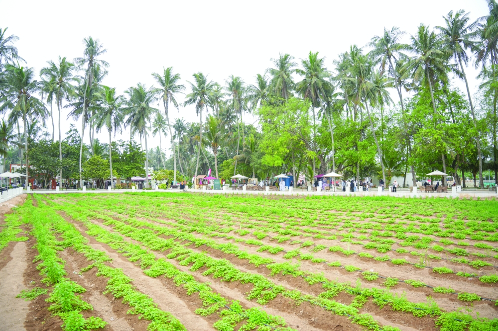  Al Gharif is emerging as one of Dhofar’s newest tourism attractions