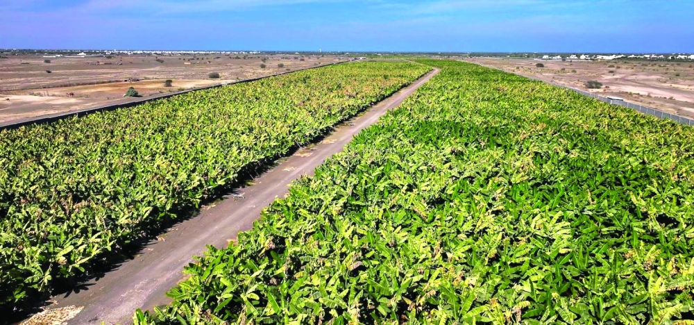 Vegetable production reached nearly 860,000 tonnes, fruit production exceeded 87,000 tonnes, in addition to more than 225,000 tonnes of fodder crops. — ONA