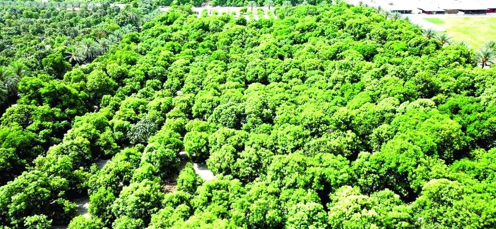 Vegetable production reached nearly 860,000 tonnes, fruit production exceeded 87,000 tonnes, in addition to more than 225,000 tonnes of fodder crops. — ONA