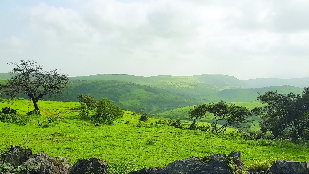 Khareef Dhofar Season greenery in Salalah