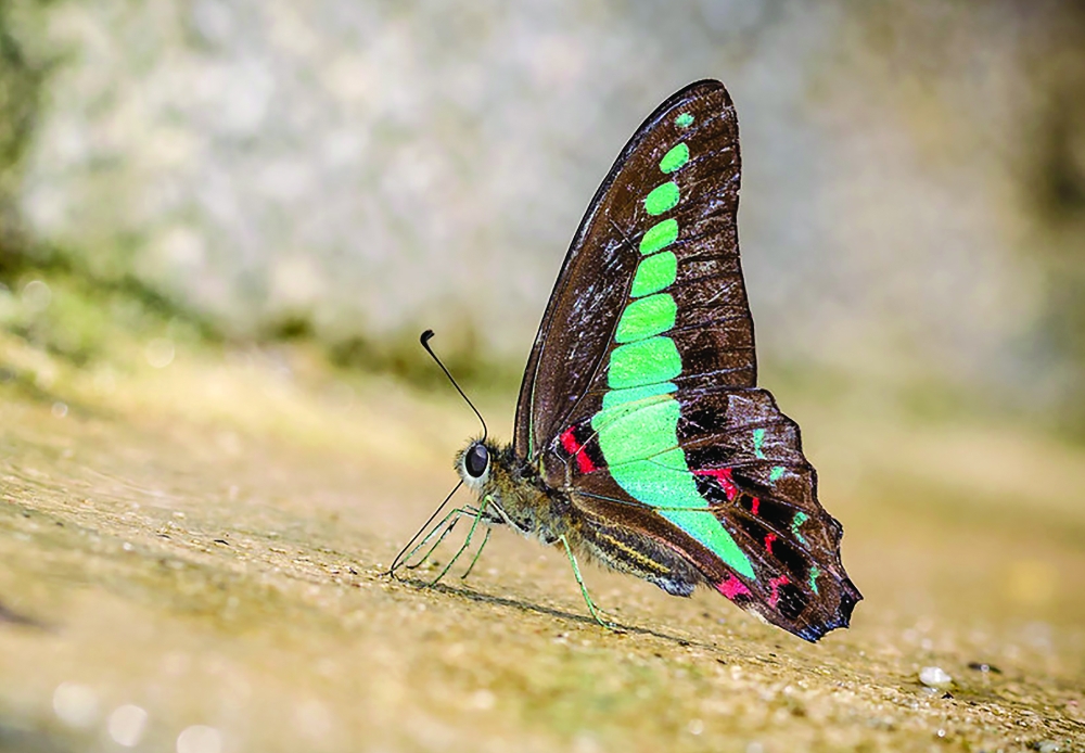 Graphium sarpedon, a common bluebottle found in East, South and Southeast Asia. In 32 of the countries included in a recent study, at least a quarter of the native butterfly species had moved to new areas.