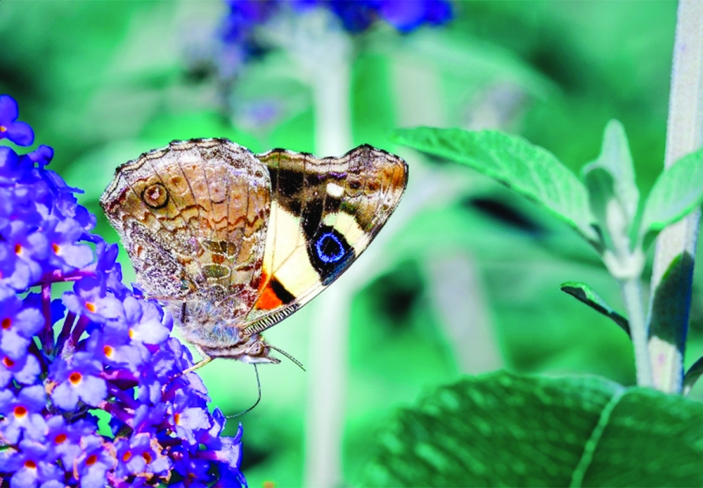 Vanessa itea, a yellow admiral native to Australia and New Zealand