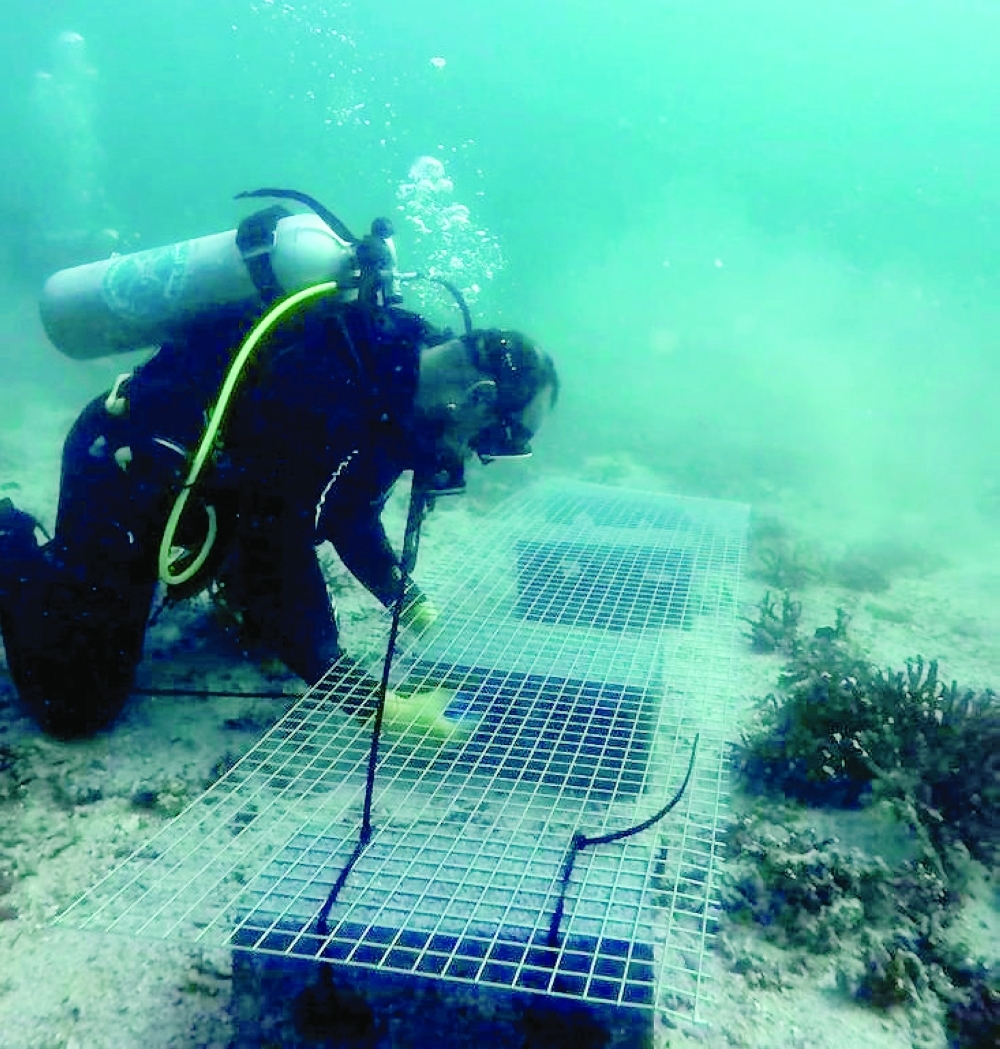 The project involves formation of coral colonies by transplanting coral fragments onto eco-friendly concrete structures and aluminium plates