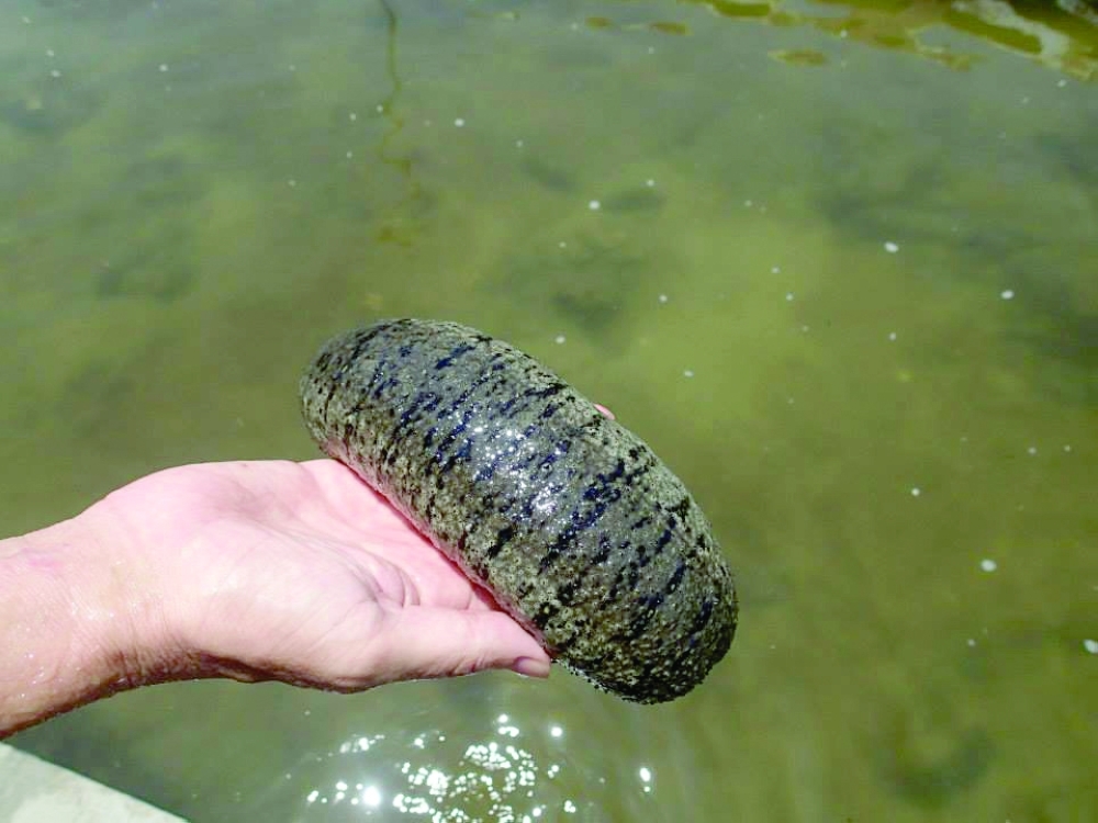 At present, the wild population of sea cucumbers is protected in Oman; the solution is aquaculture.