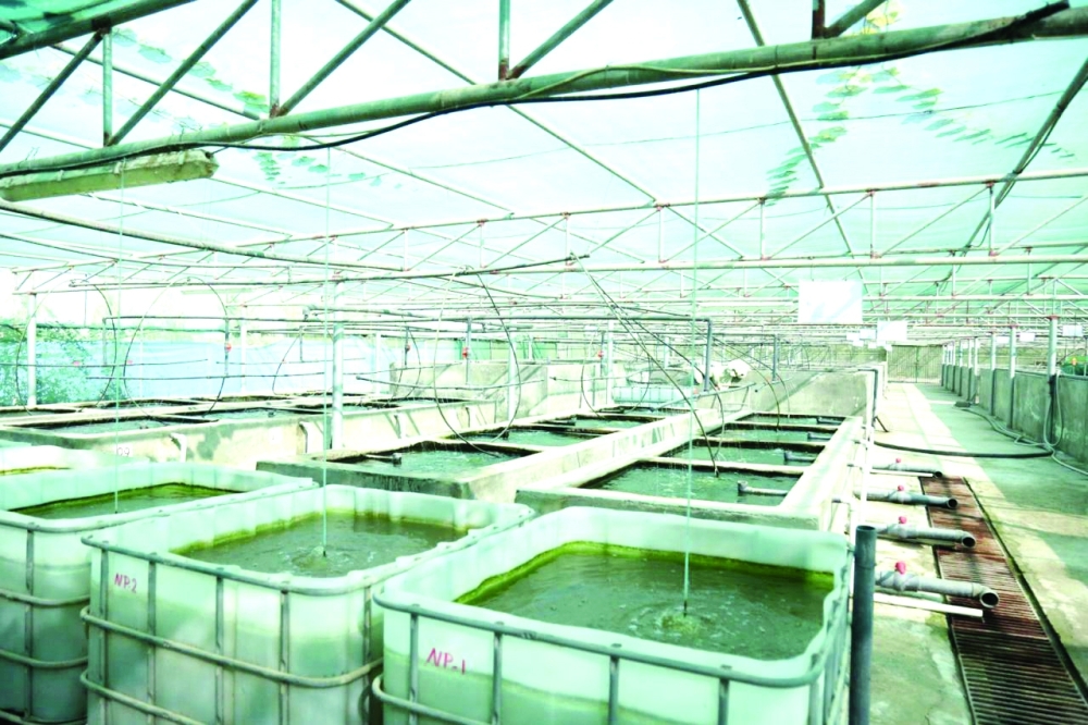 One of the pilots evaluates the feasibility of placing greenhouse structures above aquaculture ponds.