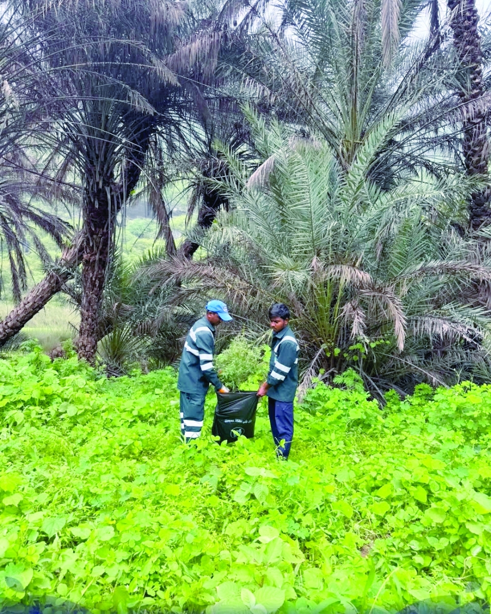 Khor Kharfot Archaeological Reserve implemented a campaign to remove the invasive datura plant after detecting it at an early stage.