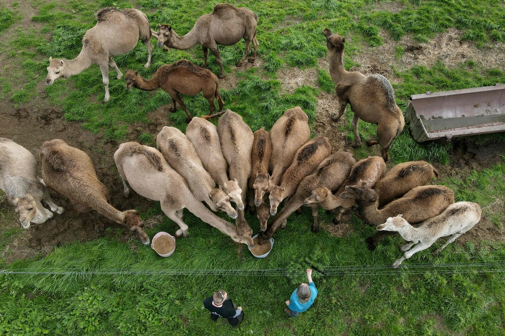 Camels feeding on a camel dairy farm on the outskirts of the South Australian town of Robe. — AFP 