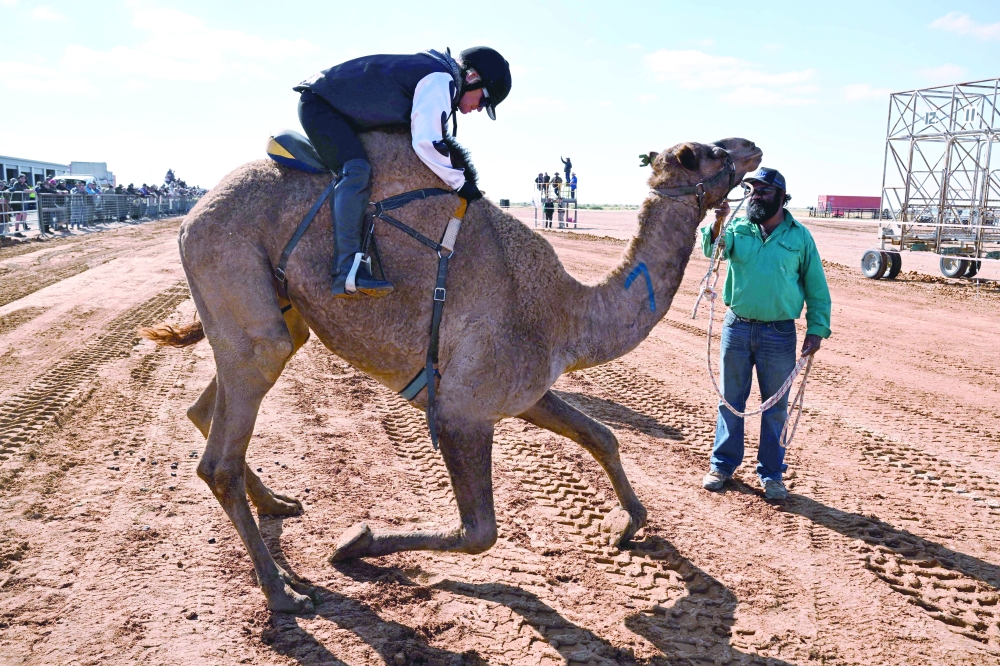 Jockey Joanne Bell mounting a camel in her first race meet at the Marree Australasian Camel Cup in the South Australian outback town of Marree.