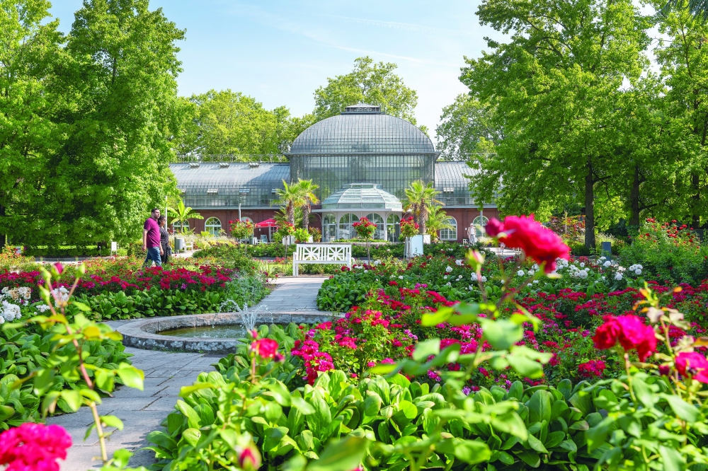 Blooming rose garden in front of the historic Palm House at Frankfurt’s Palmengarten  