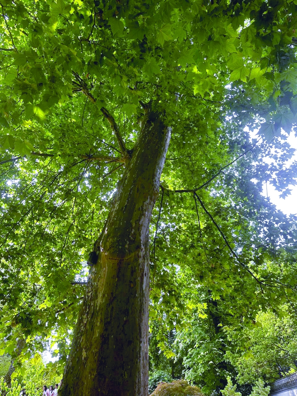 Looking up into the canopy of a majestic plane tree in the Chinese Garden