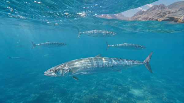 Oman announces two-month ban on kingfish fishing and trade