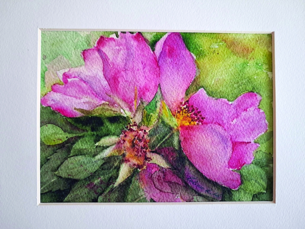 Lubica's work of pink wild roses in watercolour