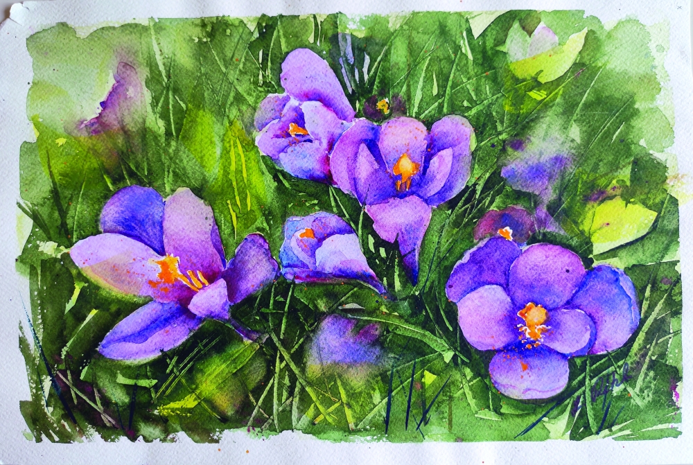 Purple crocuses blooming among fresh green grass