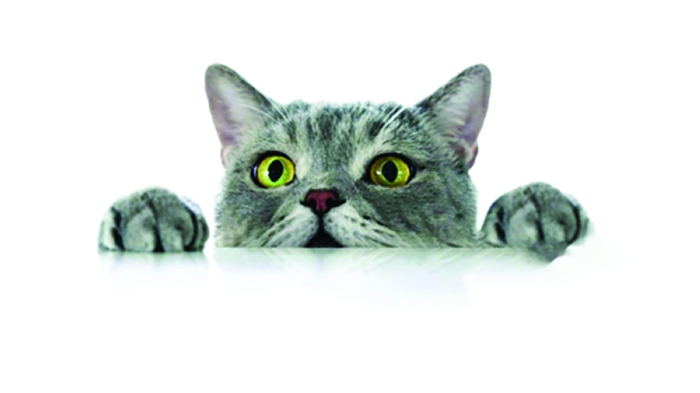 Awareness programmes seek to help animals lead a better life.