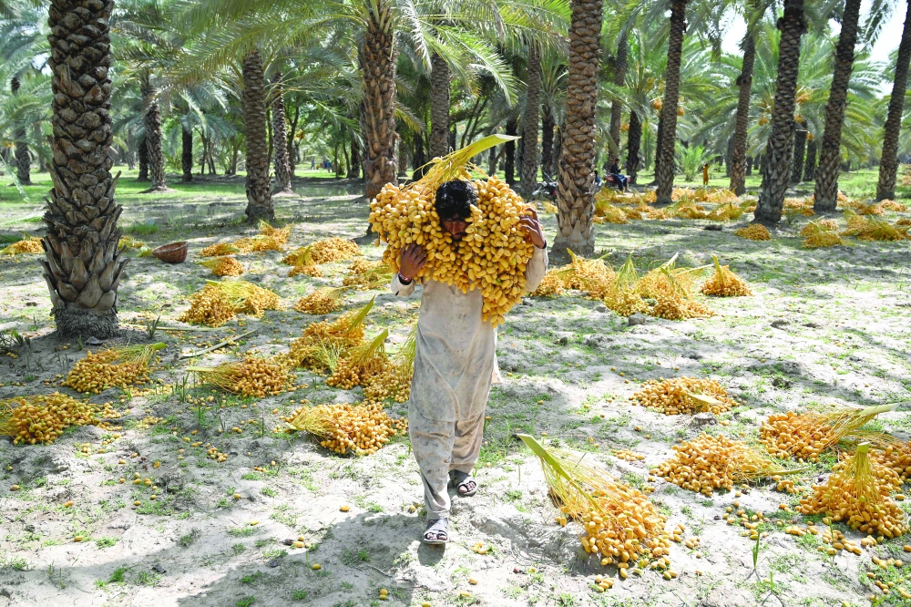 A labourer carrying dates at a palm orchard in Khairpur, in Pakistan’s Sindh province. — AFP