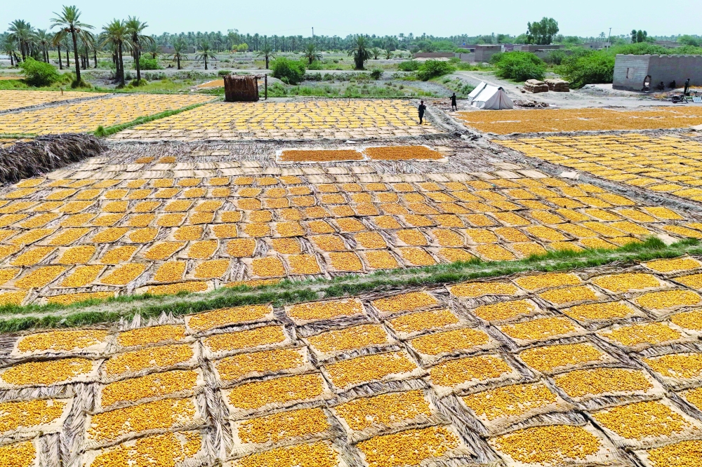 Dates laid out to dry on a field near a palm orchard at Khairpur, in Pakistan's Sindh province. — AFP