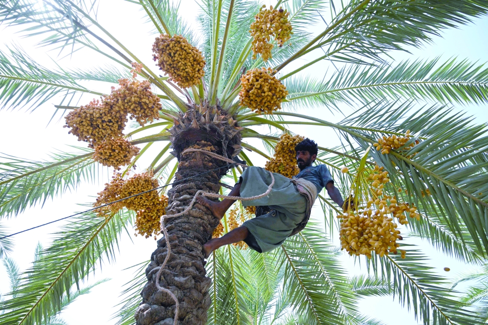 A labourer harvesting dates at a palm orchard in Khairpur, in Pakistan’s Sindh province. — AFP