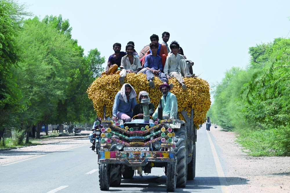 Labourers transporting dates on a tractor trolley near a palm orchard at Khairpur, in Pakistan's Sindh province. — AFP