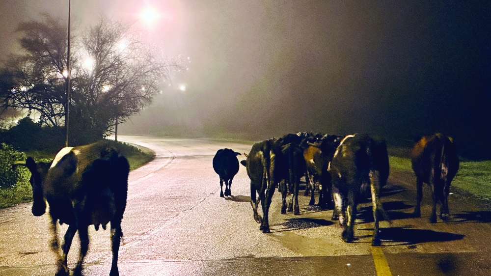 Flies can restrict grazing in some areas during the rainy season, making them a limiting ecological factor.