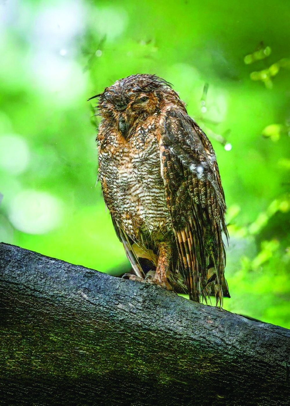 Arabian Eagle Owl