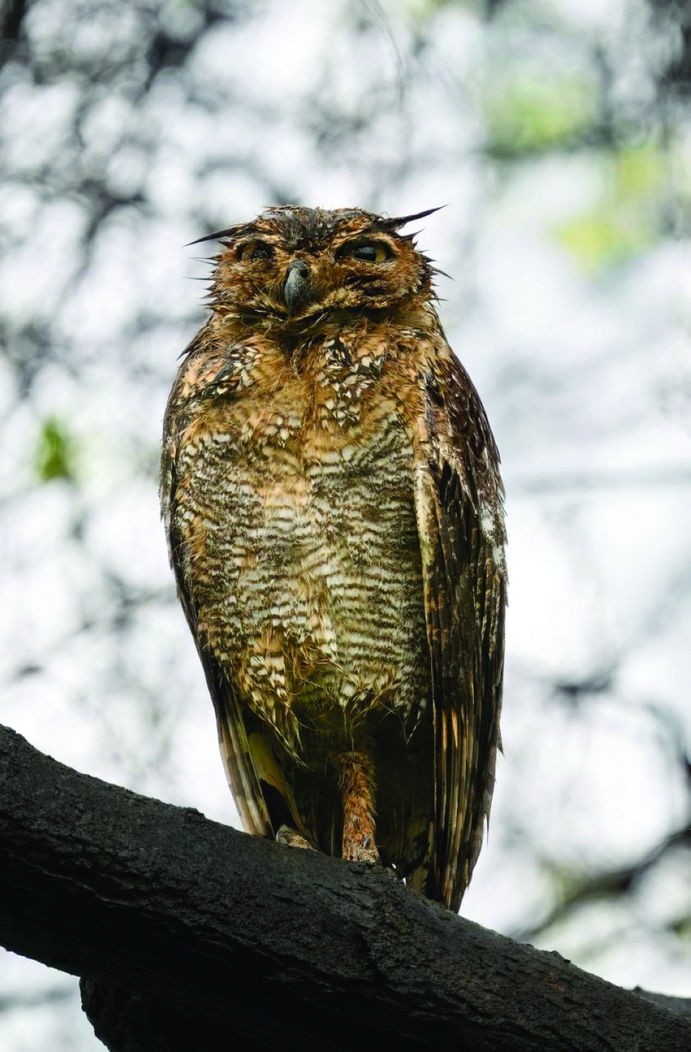 Arabian Eagle Owl - Khareef magic  