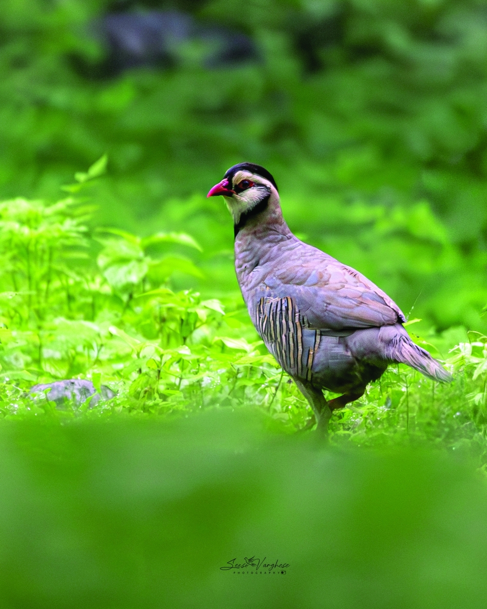 Arabian Partridge