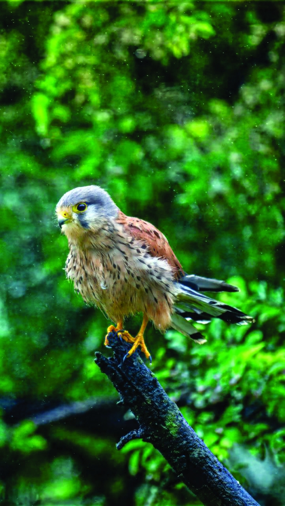 Common Kestrel  