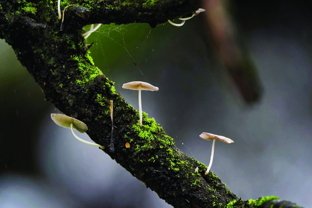Delicate tree mushrooms