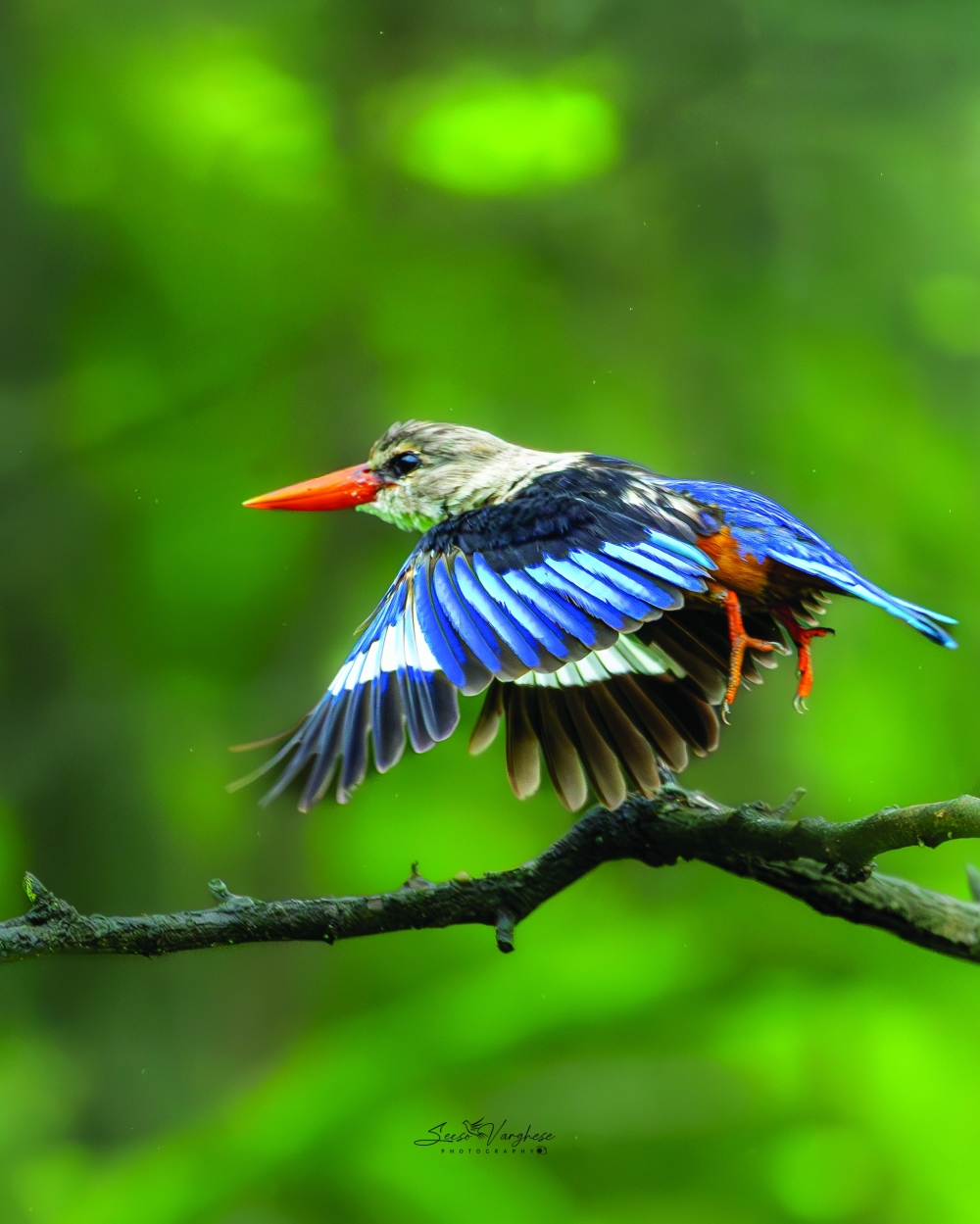 Kingfisher