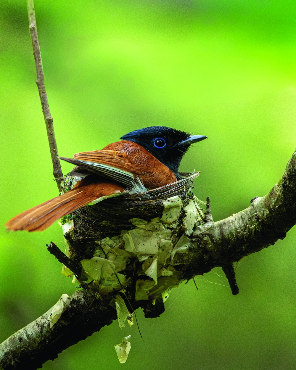 Paradise Fly Catcher