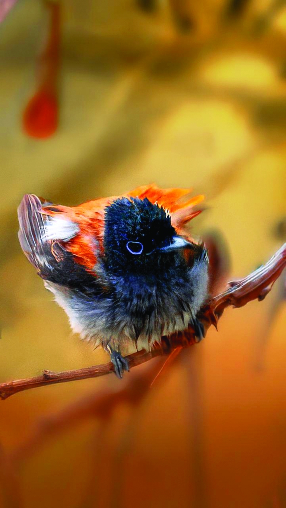 Paradise Fly Catcher 