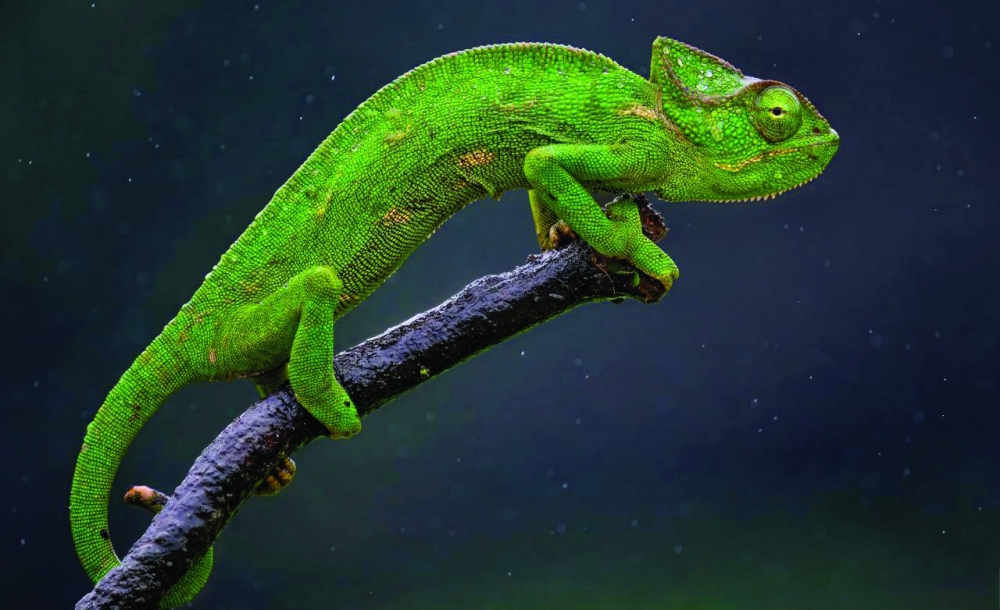Green Chameleon
