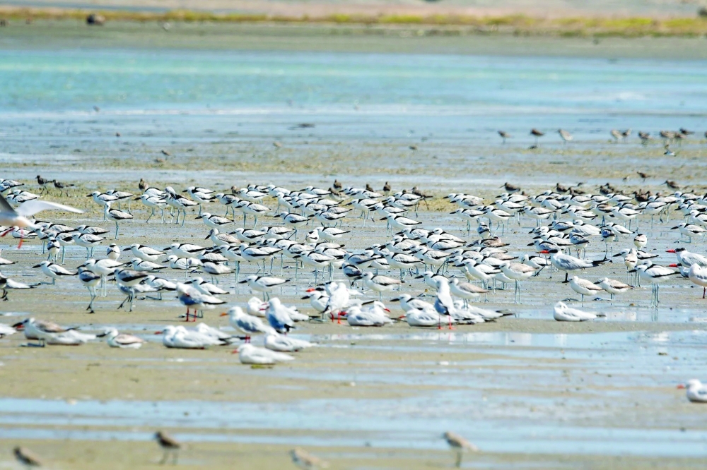 Oman has recorded over 500 bird species, attracting both professional ornithologists and amateur birdwatchers.