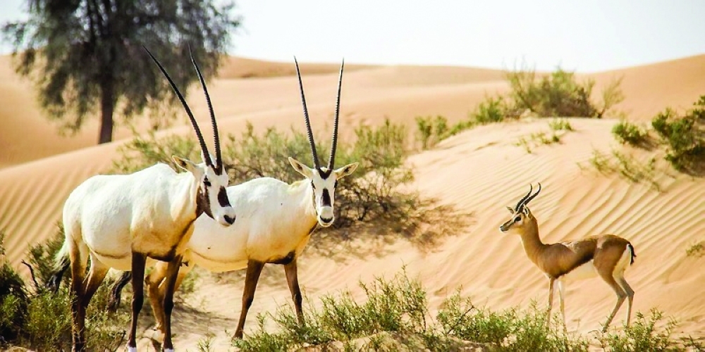 Oman’s approach positions ecotourism as a tool that supports conservation.