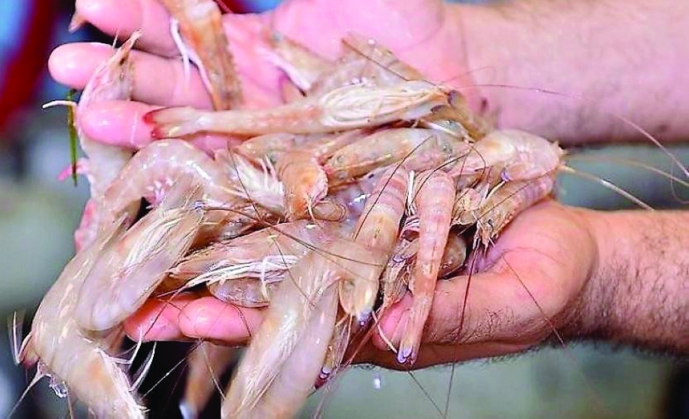 Total shrimp production in the Sultanate reached 6,321.46 tonnes, valued at RO 14.150 million, in 2025. 