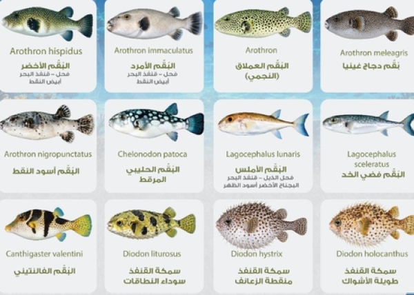 Consumers told not to buy or eat certain pufferfish