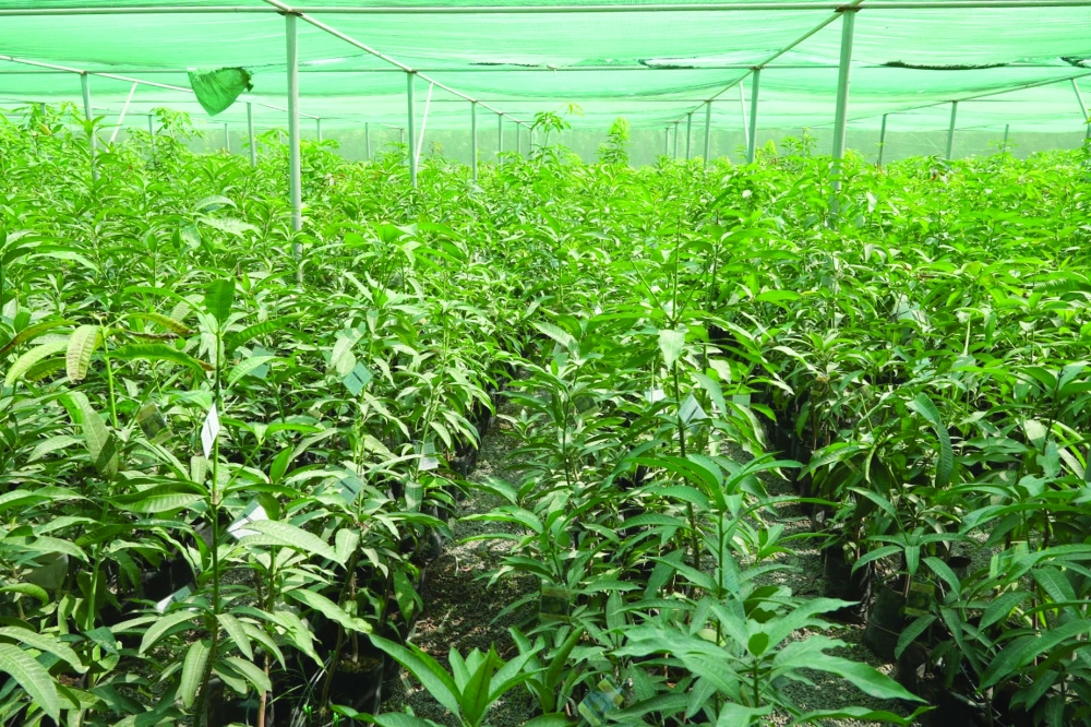 The area currently cultivated with mangoes stands at about 3,907 feddans, while production exceeded 17,123 tonnes in 2025.