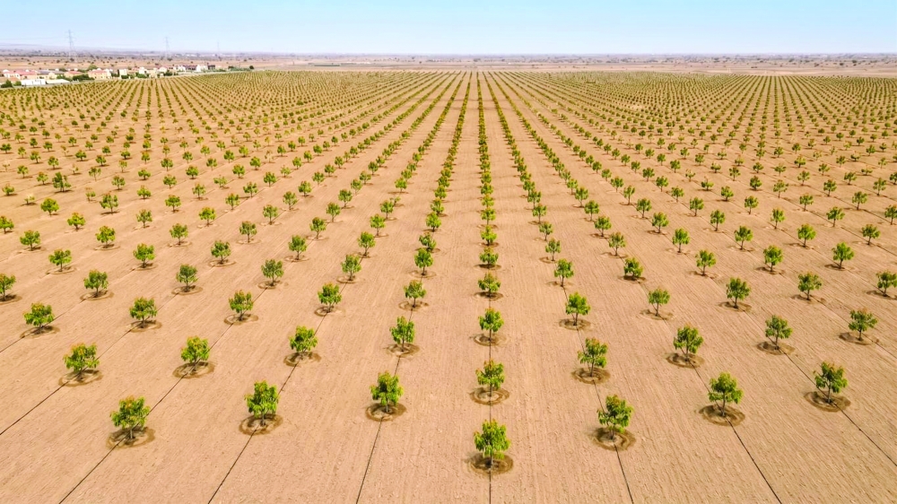 This year will see the launch of investment opportunities in mango production.