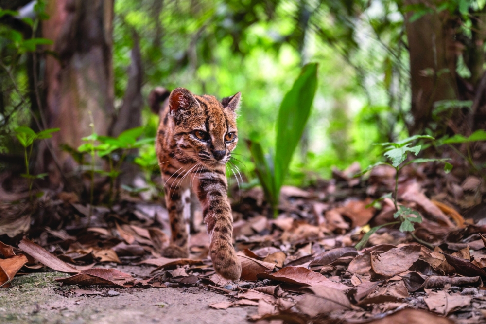 The newly identified Leopardus tilcayo in Bolivia’s Yungas cloud forest.