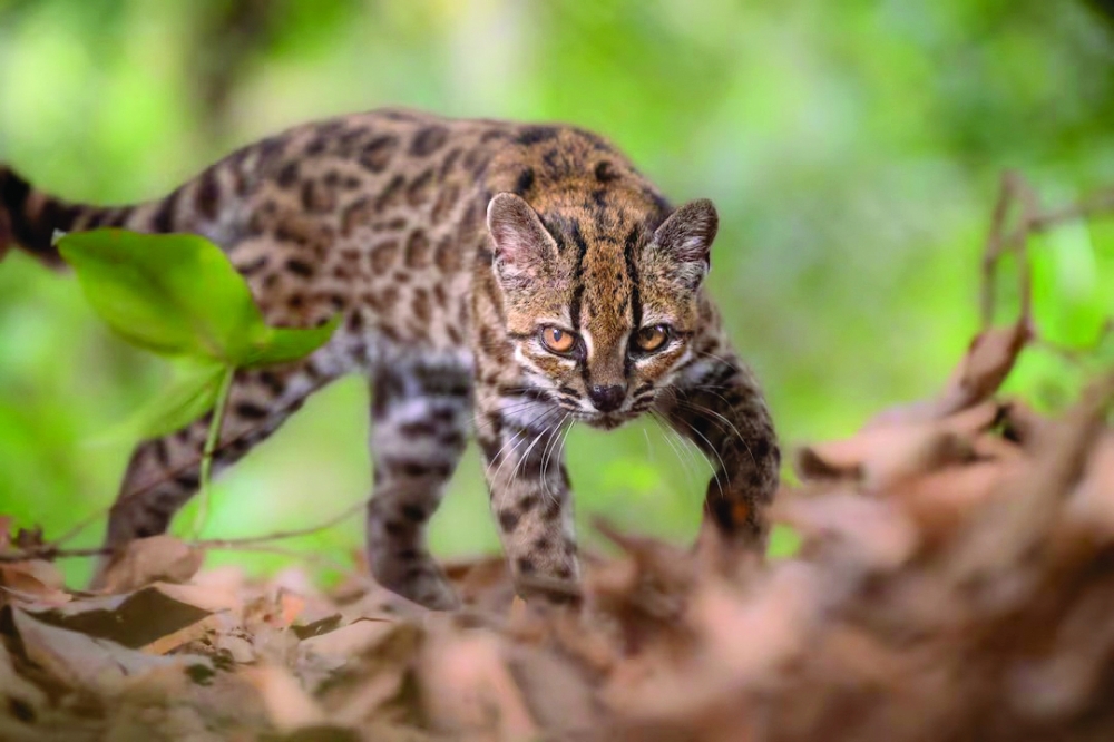 The small cat has light brown fur with distinctive rosette markings.

