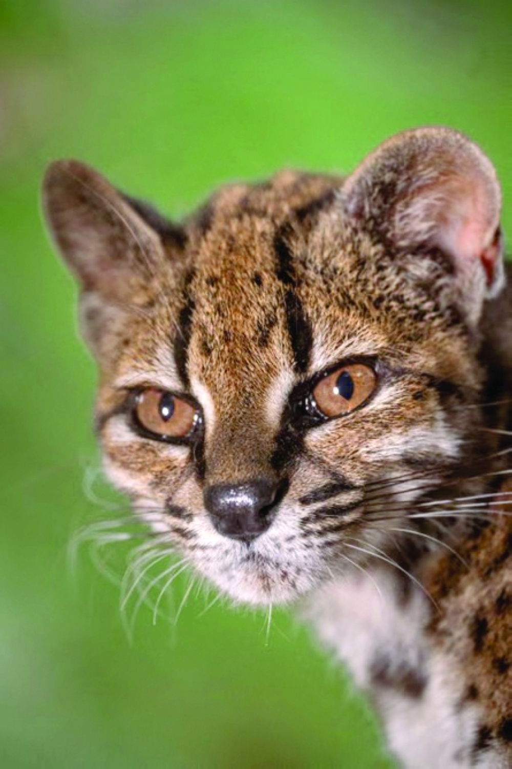 The discovery highlights the rich biodiversity of Bolivia’s threatened Yungas forests.