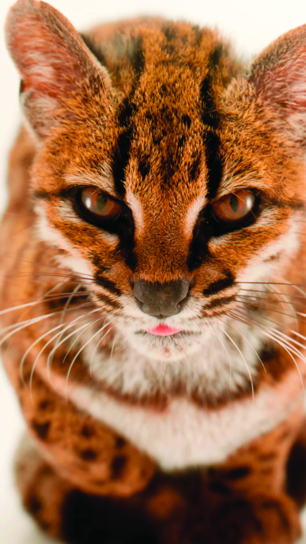 Researchers believe the cat may feed on small rodents and be active at night.