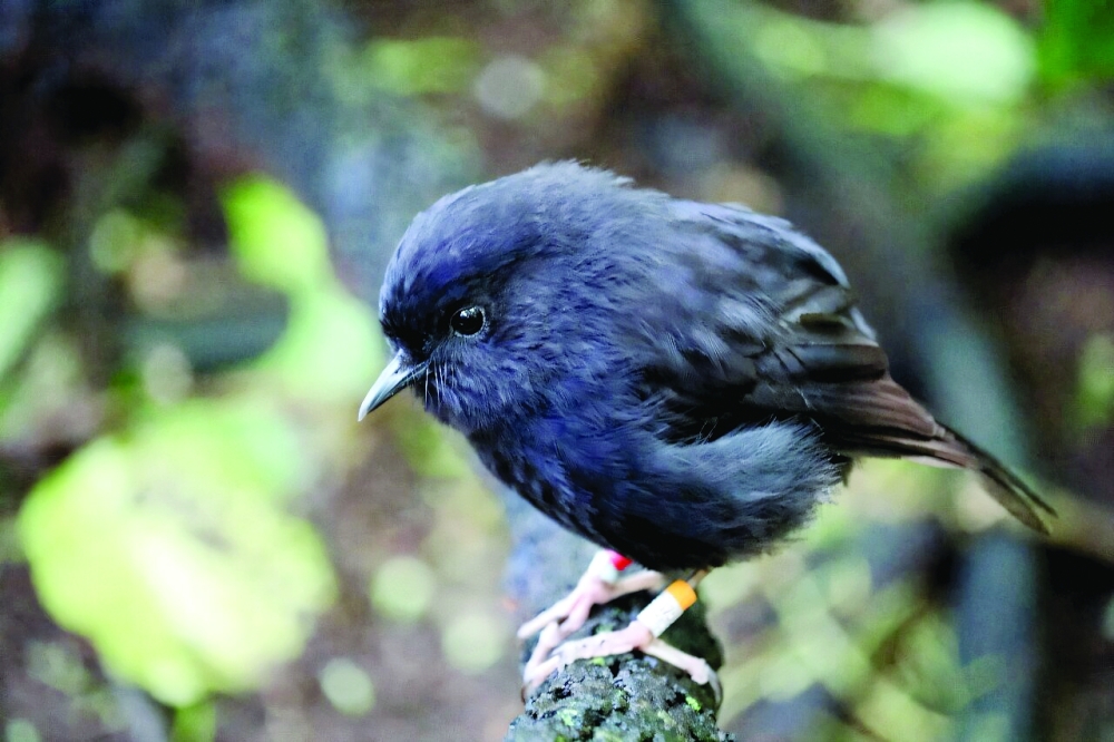 New Zealand's black robin is critically endangered