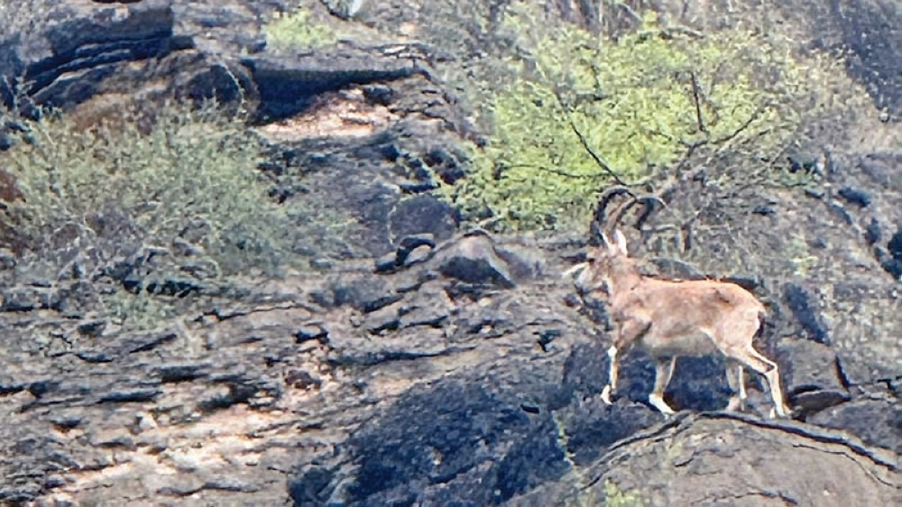 The Arabian Tahr, which is locally known as ‘Waal’, is an endangered and endemic to Oman.