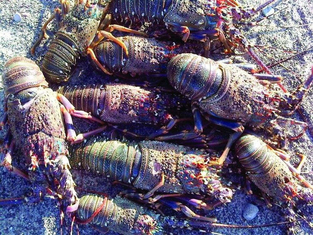 Oman on Thursday began the fishing season for spiny lobster. - ONA