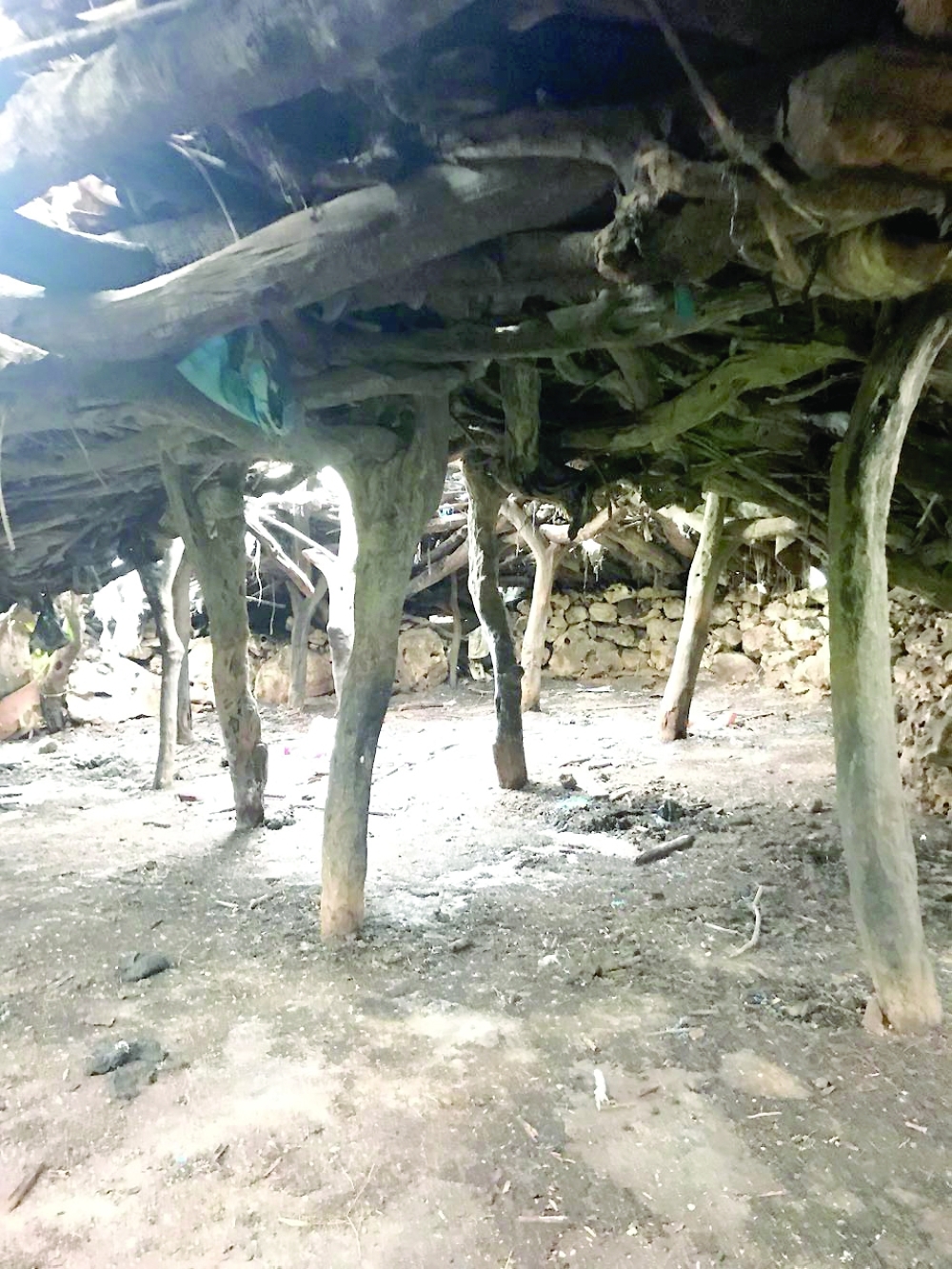 A network of columns that support beams and then massive branches like horns, smaller branches, and a roof covering.
