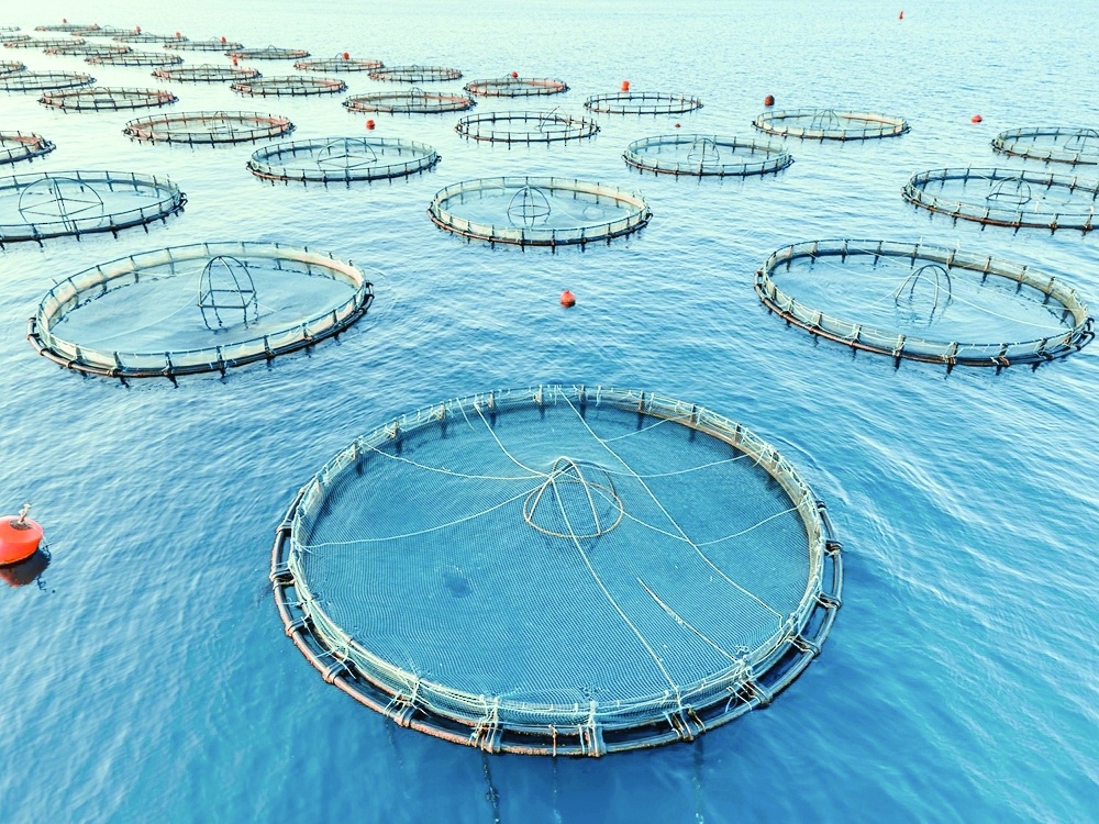 The projects cover food manufacturing, agriculture, aquaculture and related industries across several governorates.