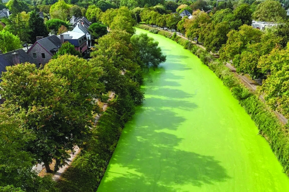 Against the blue sky, the pea-green coating creates an unusual scene, prompting passersby to stop and photograph the canals. Yet the striking appearance has also raised concerns about the effects of prolonged heat and changing weather patterns on local waterways.