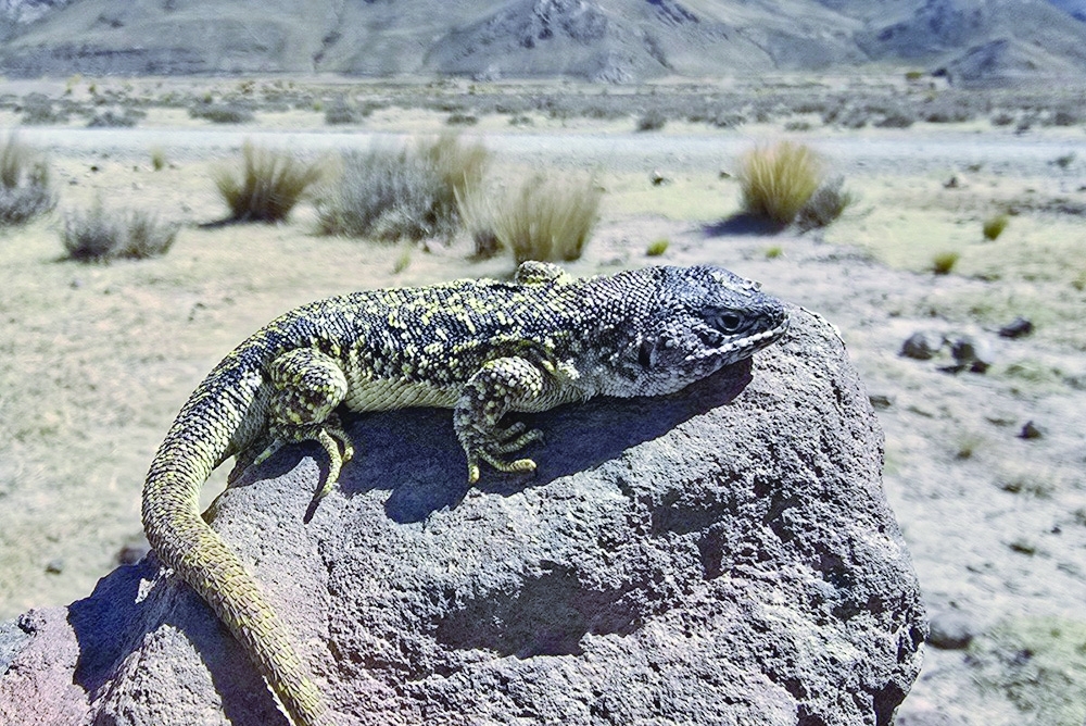 The newly identified lizard, named Liolaemus archipensis, measures between six and eight centimetres (2.4–3.2 inches) in length and displays distinct physical characteristics depending on gender.