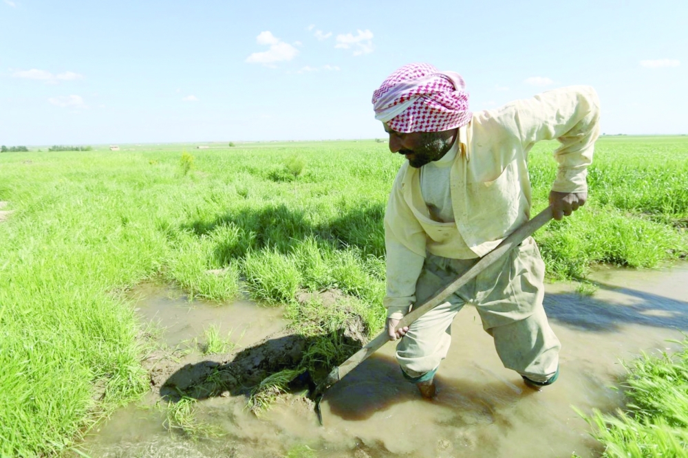 A farmer works in a wheat field in Syria. — Reuters file photo